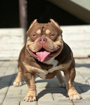 American bully s PP - 4