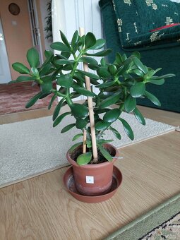 Tlustice vejčitá (Crassula ovata) - výška 36 - 46cm - 4