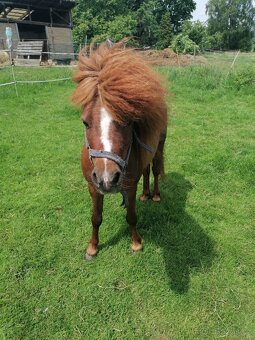 Minipony s PP - 4