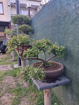Bonsaj,bonsai Skalník - 4