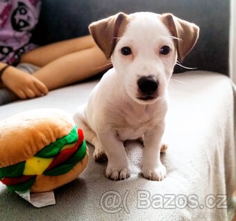 Jack Russell teriér - krytí - 4