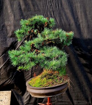 BONSAI, BONSAJ - MODRIN MODROLISTY - TOP 1 - 4