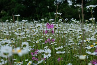 Prodej lučního sena - 4