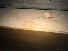 Supliky pod postel - 4