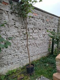 Javor v květináči - 4