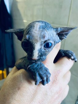 Sphynx - 4
