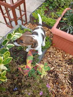 Jack Russel terier - 4