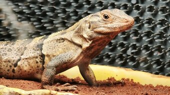 Leguán černý  SLEVA - 4