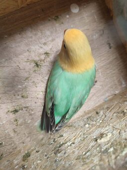 Agapornis ficheri - 4