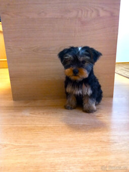 Jorkšírský teriér , Yorkshire terier - 4