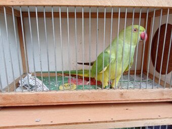 Alexandr malý HO - 4