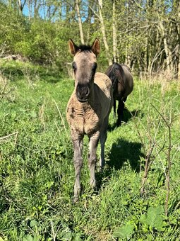 Grullo klisna American Quarter Horse v typu bull - 4