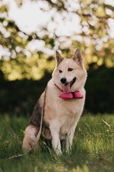 TESSYNKA - 28 kg, kastrovaná fenečka 10 let - 4