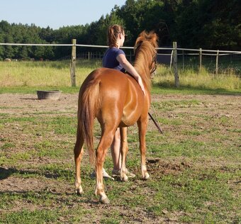 Pony hřebeček - 4