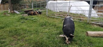 Kune kune - 4