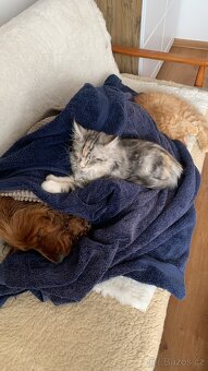 Mainská mývalí kocka - 4