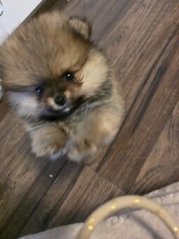 Štěňátka pomeraniana - 4