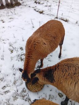 Kamerunská ovce - 4