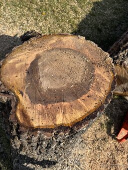 Ořech 50 let starý - 4