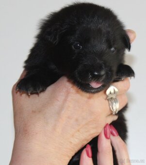 Belgický ovčák Groenendael s PP - 4