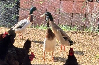 Indický běžec, kačer - 4