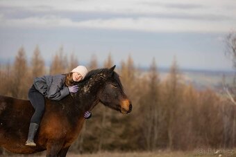 Huculská klisna, hucul, Tobiano, pony, malý kůň - 4