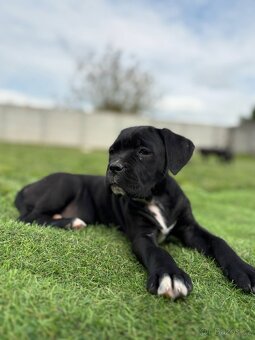 Cane corso s PP - 4