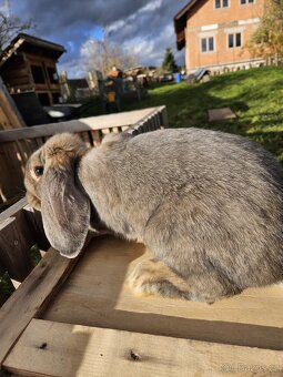 Francouzský beran - 4