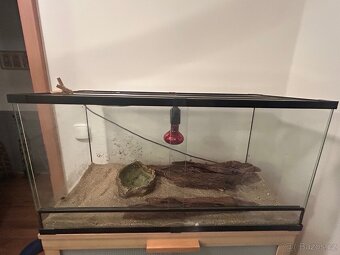 Užovka červená - 4