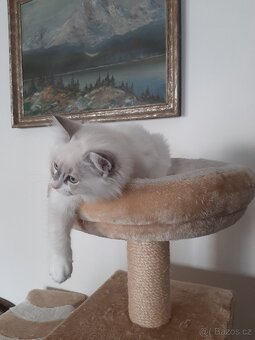 Prodám kočičku Ragdoll bez PP - 4