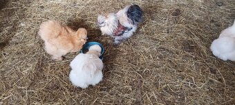 Hedvabničky i ayam Cemani - 4