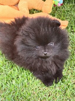 Pomeranian - 4