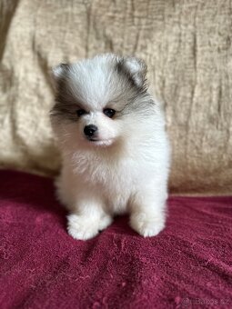 Pomeranian s PP - dva chlapečci v luxusní barvě - rarita - 4