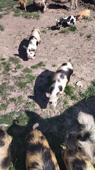Kune kune - 4
