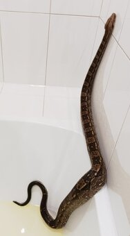 Hroznýš královský, boa constriktor imperator - 4