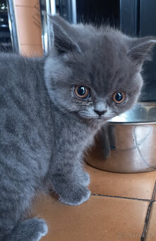 Britská čistokrevná krátkosrstá koťatka s PP - 4