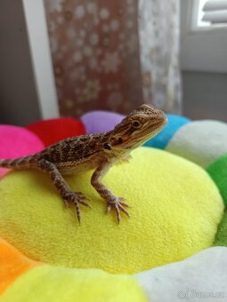 PRODÁNO Agama vousatá - Plzeň - SAMICE - 4