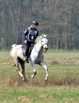 Prodám hřebečky arabského plnokrevníka - 4