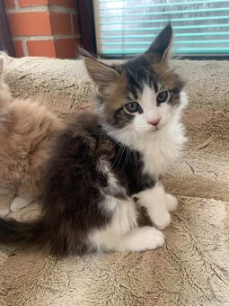 mainská mývalí s PP - kocourek 4 měsíce - 4