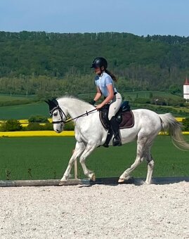 Prodám klisnu Welsh pony - 4