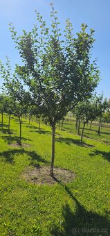 Švestkový sad 1842m (15,65x122,6) - 4