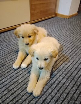 Zlatý retrívr/retriever - 4