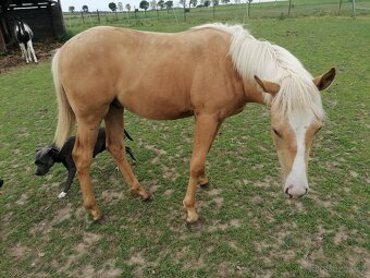 American Paint Horse - 4
