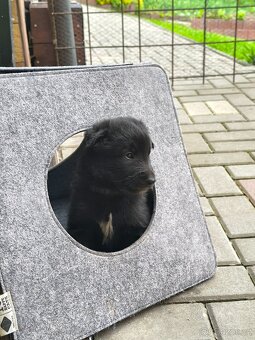 Štěňátka BO Groenendael s PP - poslední slečna a kluk - 4