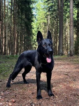 Německý ovčák s PP FCI - 4