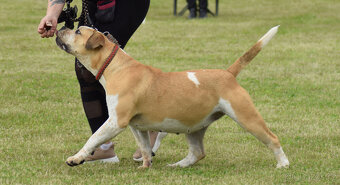 american bully - fena 16 měsíců,kastrovaná - 4