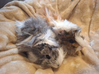 Morče - dvě krásné malé sestřičky - 4