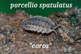 Isopod a chvostoskoci - 4