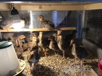 Prodám kuřata. - 4