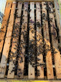 vyzimovaná včelstva 39x24cm, oddělky 2024 - 4